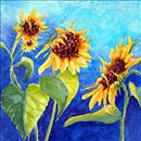 Sunflower Talk